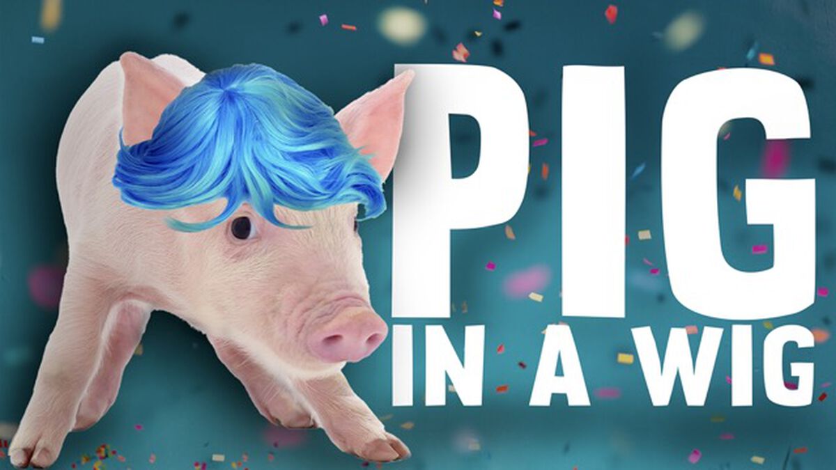 Pig in a Wig image number null
